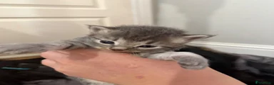 Maine Coon 2