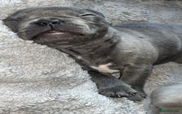 French Bulldog dogs for sale: Tri-colour Blue Merle Frenchie pups - Image 13