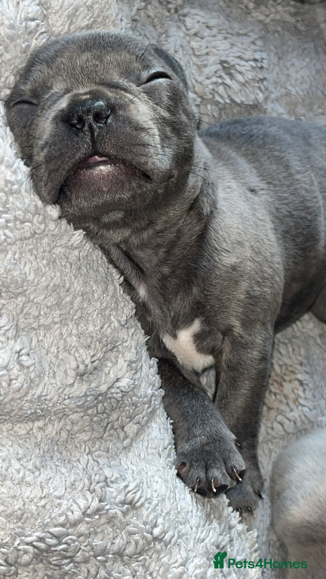 French Bulldog dogs for sale: Tri-colour Blue Merle Frenchie pups - Image 13