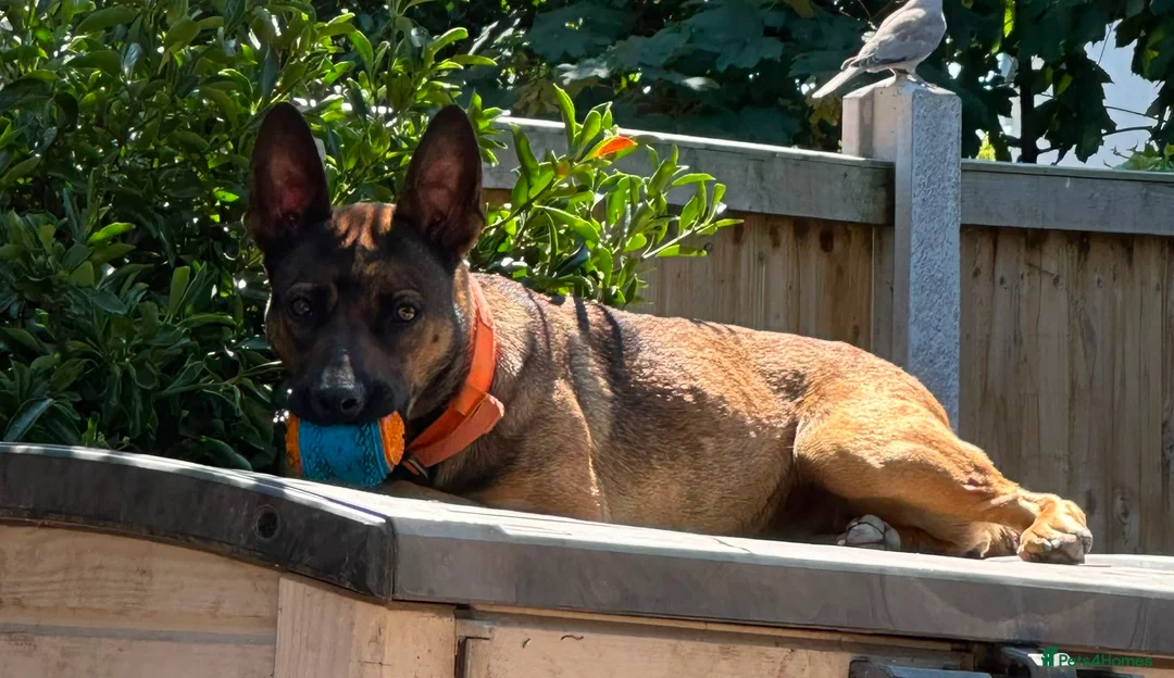Mixed Breed dogs for sale: Forever home for Nova  - Advert 1