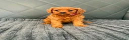 Cavapoo dogs for sale: 6 F1 Cavapoos - Advert 26