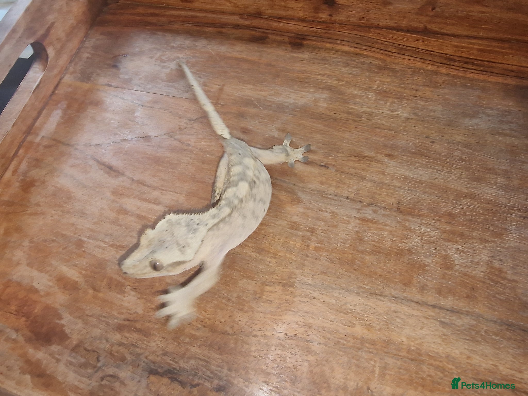 Gecko reptiles for sale: 8x Crested geckos/Full collection available!  - Advert 15