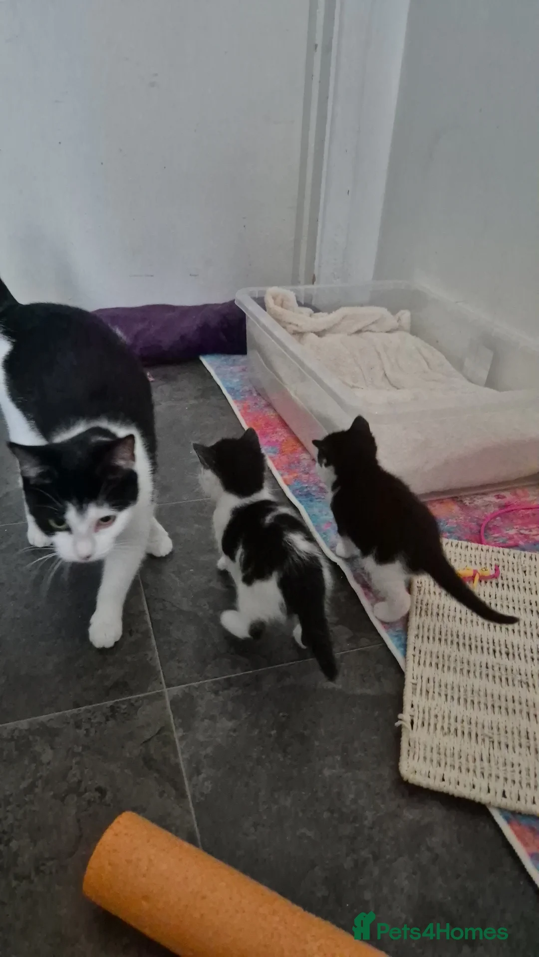 British Shorthair cats for sale: 2 kittens (1 boy & 1 girl) - Advert 1
