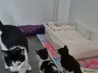 British Shorthair cats 2 kittens (1 boy & 1 girl) - Advert 13