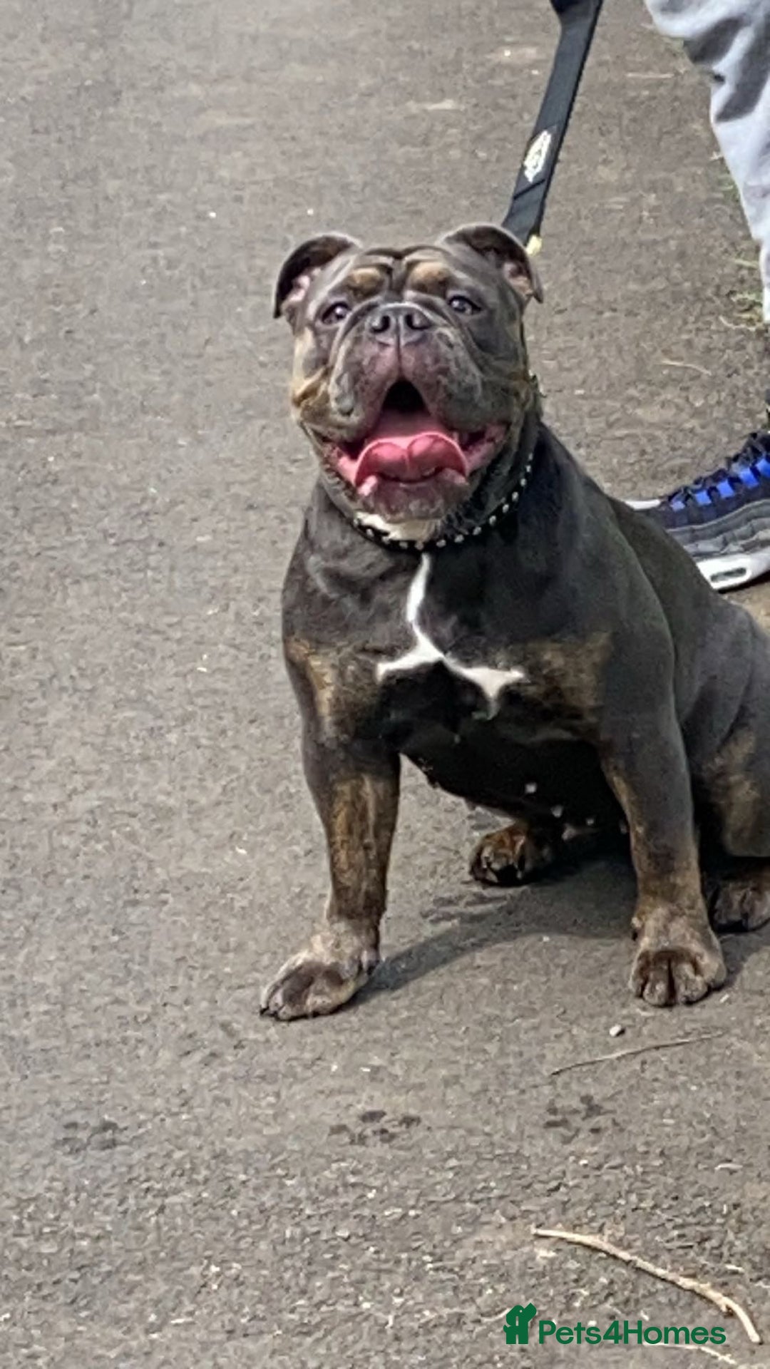 Olde English Bulldogge dogs for sale: Olde English bulldog pups - Advert 12