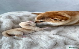 Japanese Shiba Inu dogs for sale: Beautiful Cream Shiba Inu boy for sale  - Image 40
