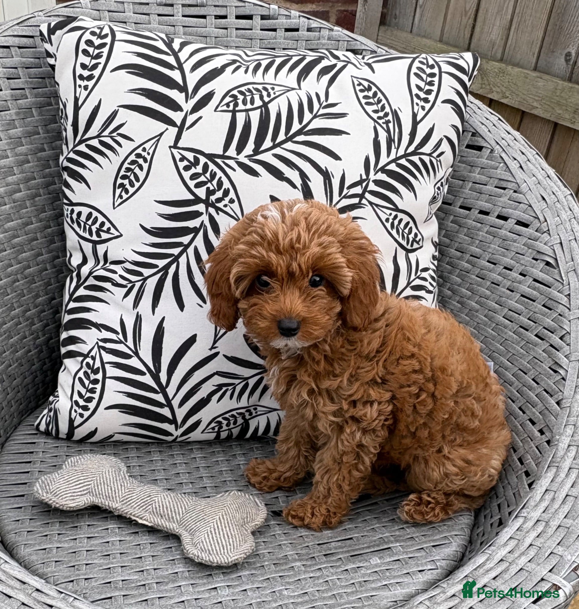 Cavapoo dogs TOY CAVAPOO GIRL. Health tested and training begun - Advert 7