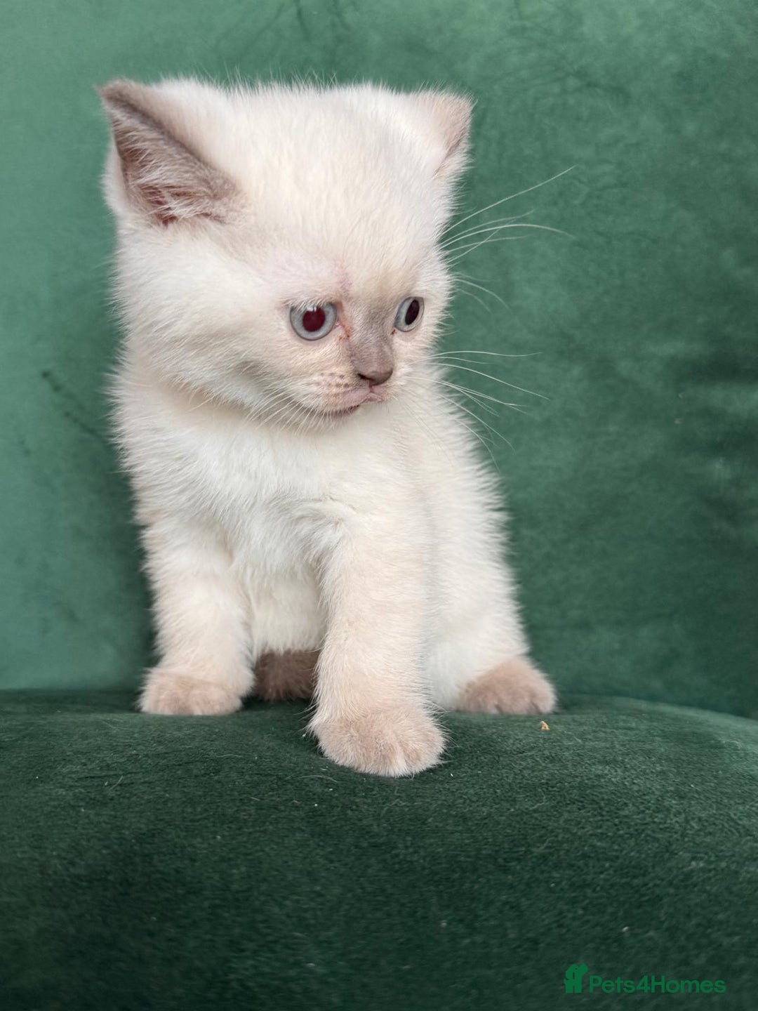 British Shorthair cats for sale: 2 beautiful BritishShorthair Colourpointed❤️‍🔥💝  - Image 5