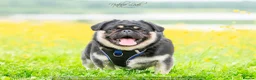Pug dogs for stud: Black and Tan pug FREDDO 🐸🍫 - Advert 4