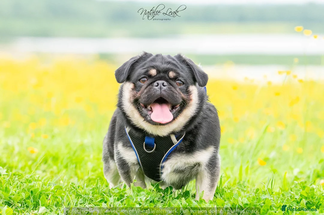 Pug dogs for stud: Black and Tan pug FREDDO 🐸🍫 - Advert 4