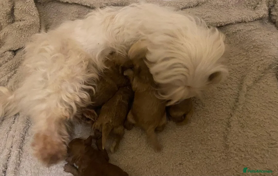 Maltipoo dogs for sale: Dna clear Asian maltipoo puppies  in Coventry - Advert 2