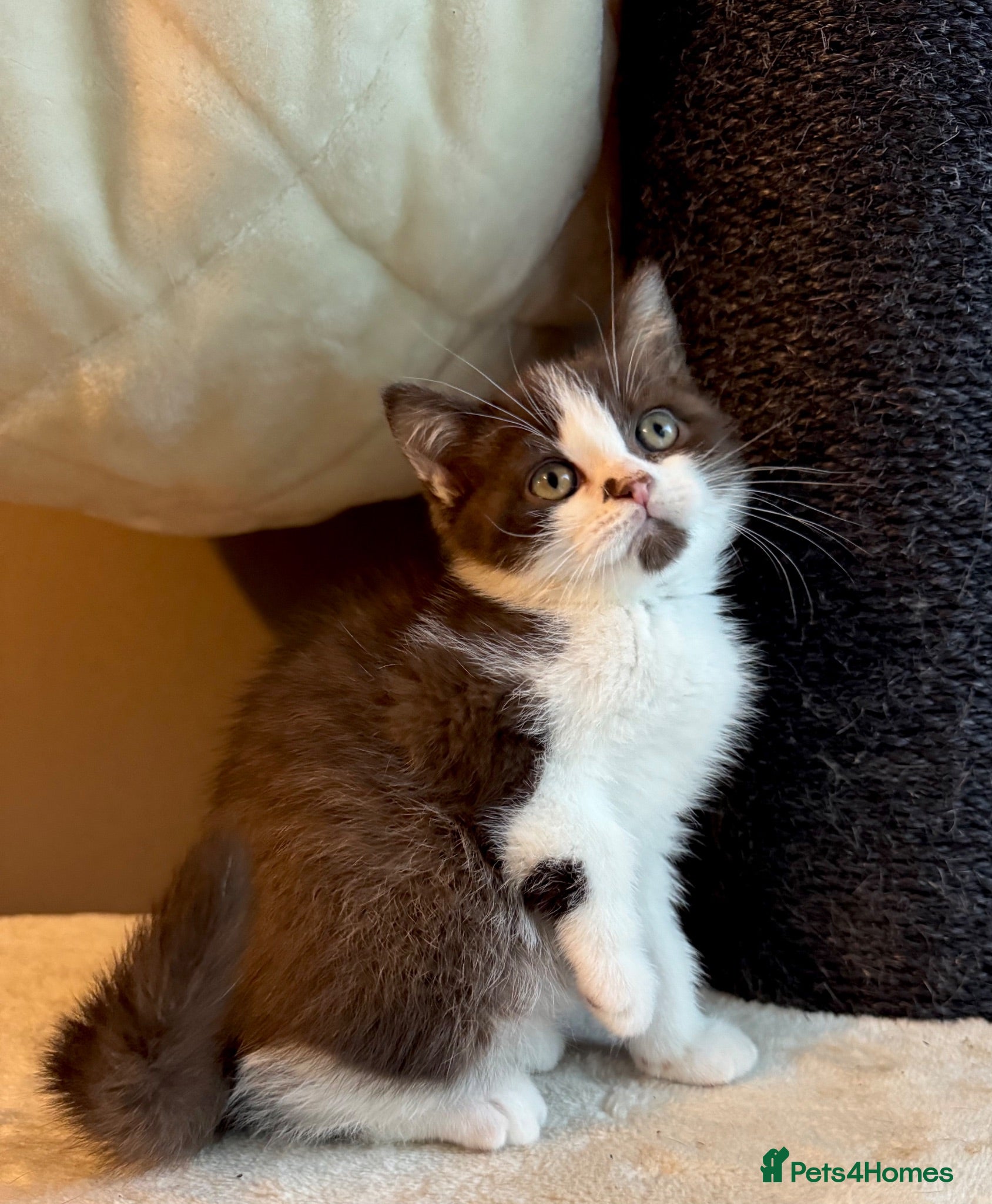 British Shorthair cats Chocolate bi boy BSH Kitten - Advert 15