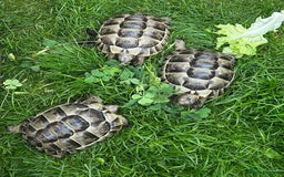 Tortoise reptiles for sale: Spur-Thighed (Testudo Graeca) tortoises  - Image 2