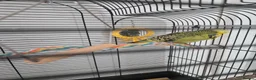 Budgerigars birds for sale: Male budgie  - Advert 2