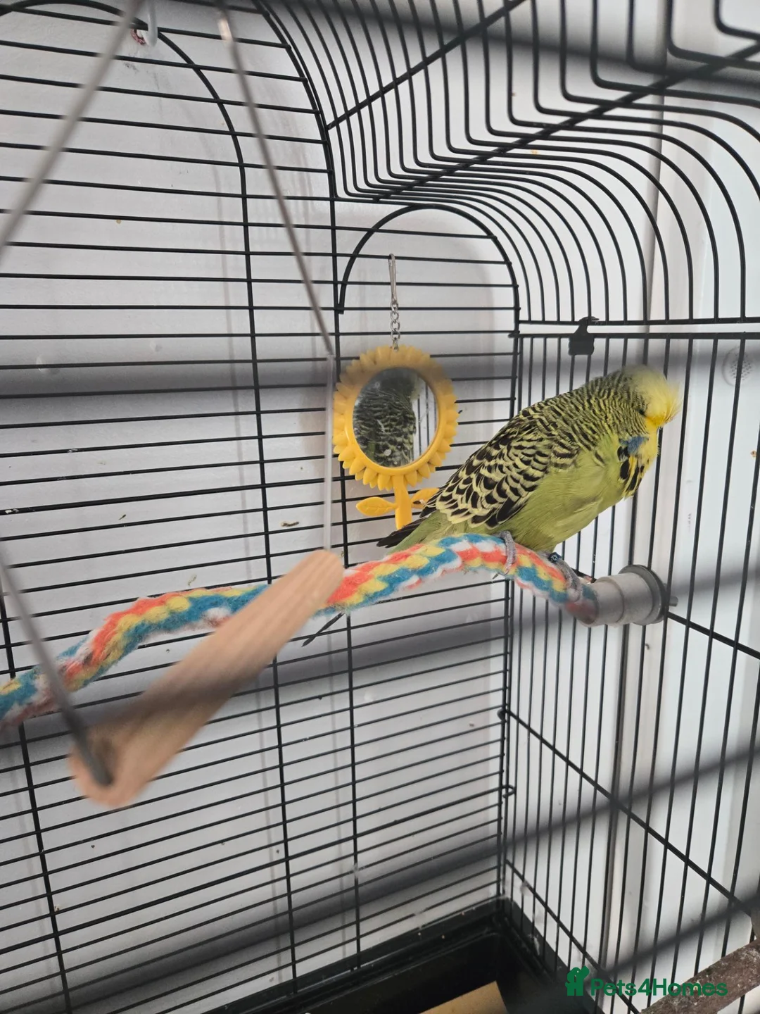 Budgerigars birds for sale: Male budgie  - Advert 2