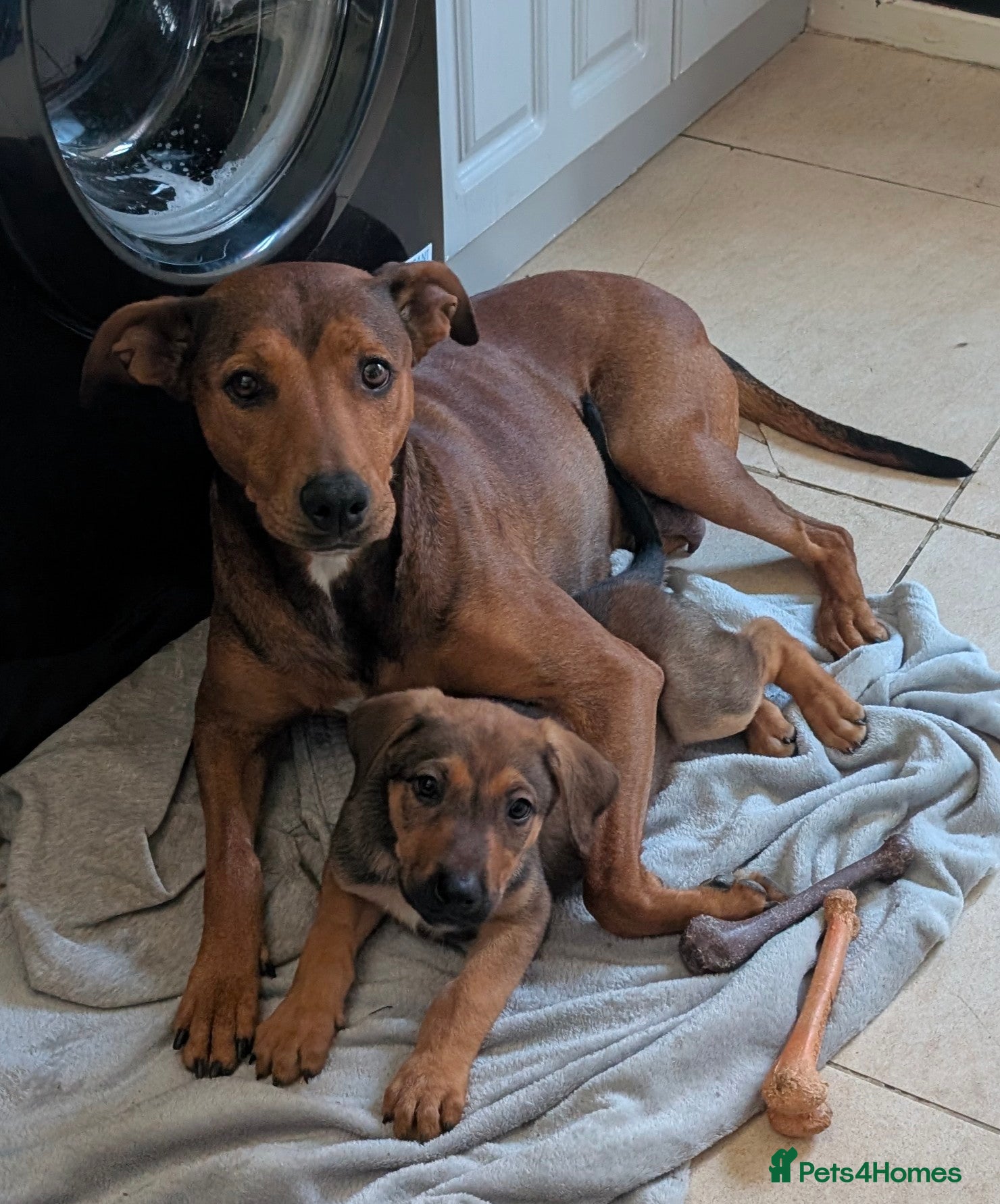 Mixed Breed dogs Ready to go shepherd/dobermanmix   - Advert 4