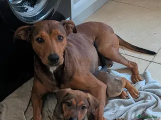 Mixed Breed dogs Ready to go shepherd/dobermanmix - Advert 4