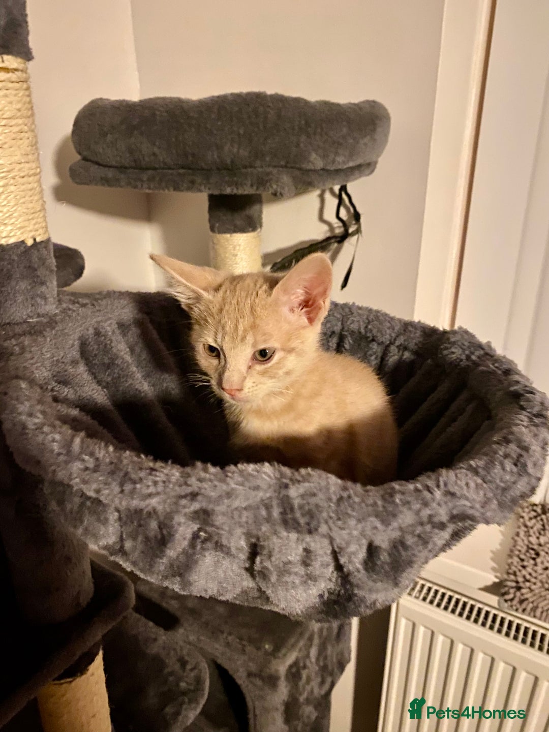 Mixed Breed cats for sale: Last little boy looking for forever home - Advert 1