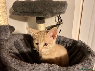 Mixed Breed cats Last little boy looking for forever home - Advert 1