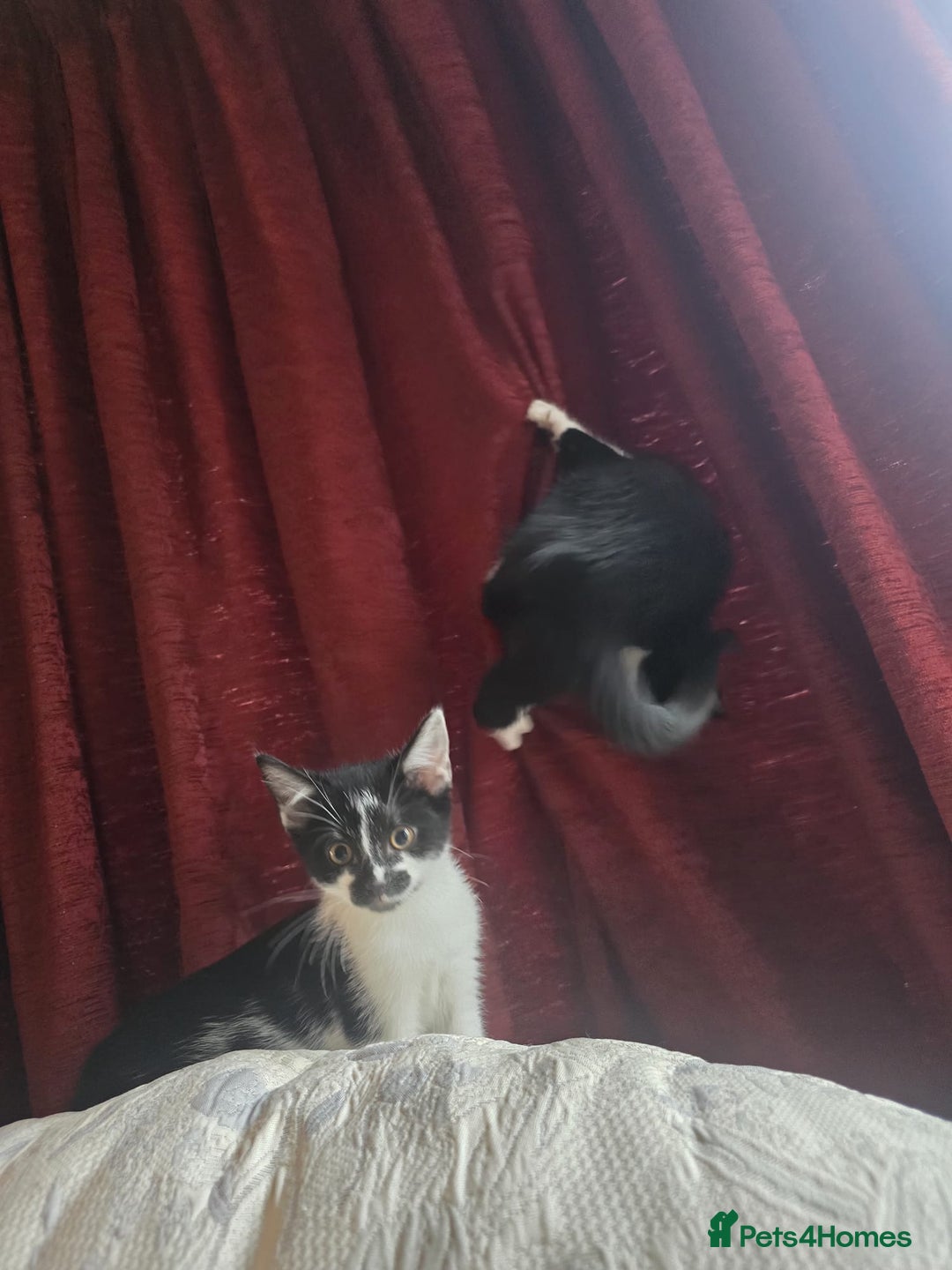 Mixed Breed cats for sale: Two male kittens - Advert 7