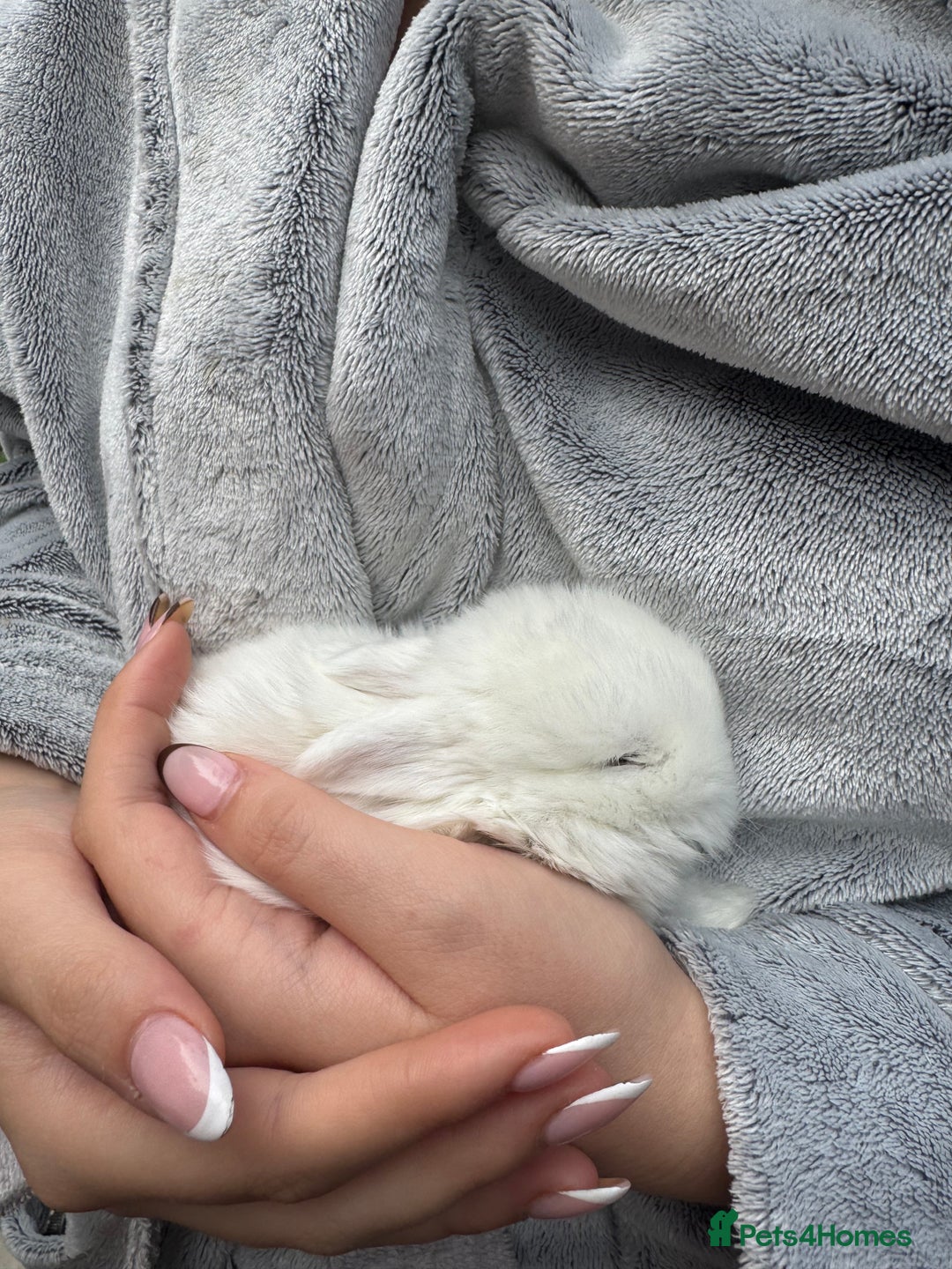 Mini Lop rabbits for sale: 8 beautiful lops  - Image 17