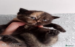 British Shorthair cats for sale: Beautiful exotic British Shorthair  - Advert 4