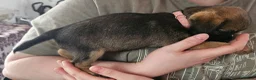 Border Terrier dogs for sale: SLEM clear KC Registered Border Terrier puppies  - Advert 11