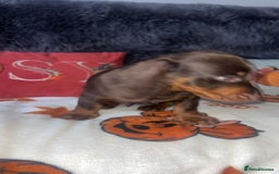 Doxiepoo dogs for sale: House trained READY NOW FOR THERE FOREVER HOMES ❤️ - Image 31