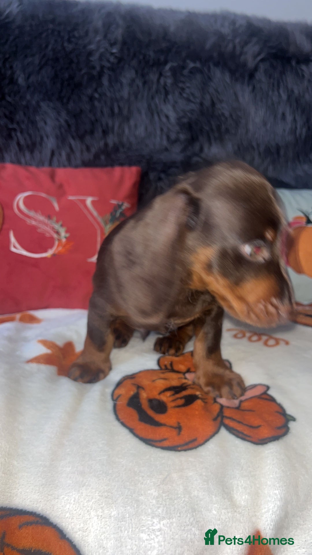 Doxiepoo dogs for sale: House trained READY NOW FOR THERE FOREVER HOMES ❤️ - Image 31