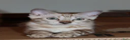 Bengal cats for sale: Reduced Last Male Snow Marble TICA Bengal Left 🤍 - Advert 12