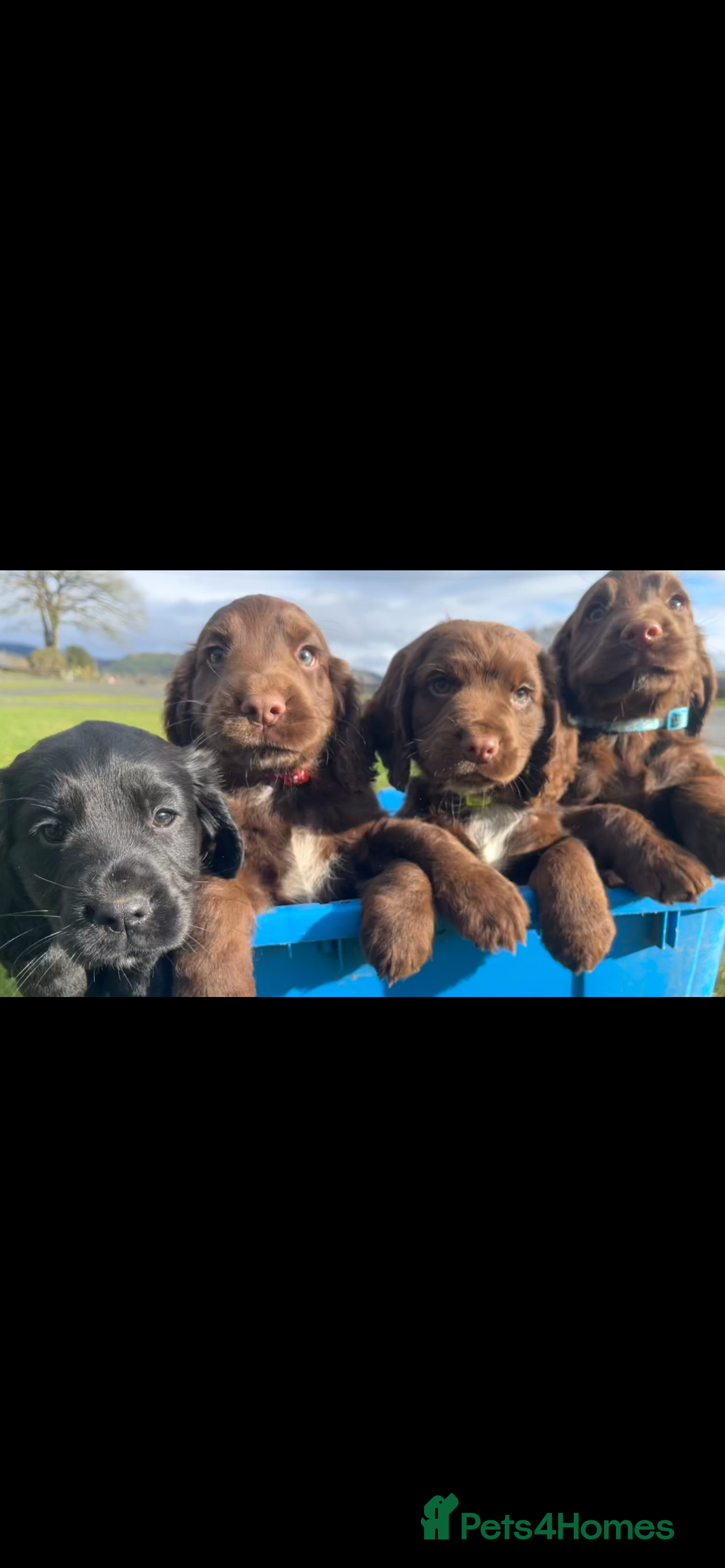 Cocker Spaniel dogs Ready to go✨Beautiful Cockerspaniels Puppies - Advert 10
