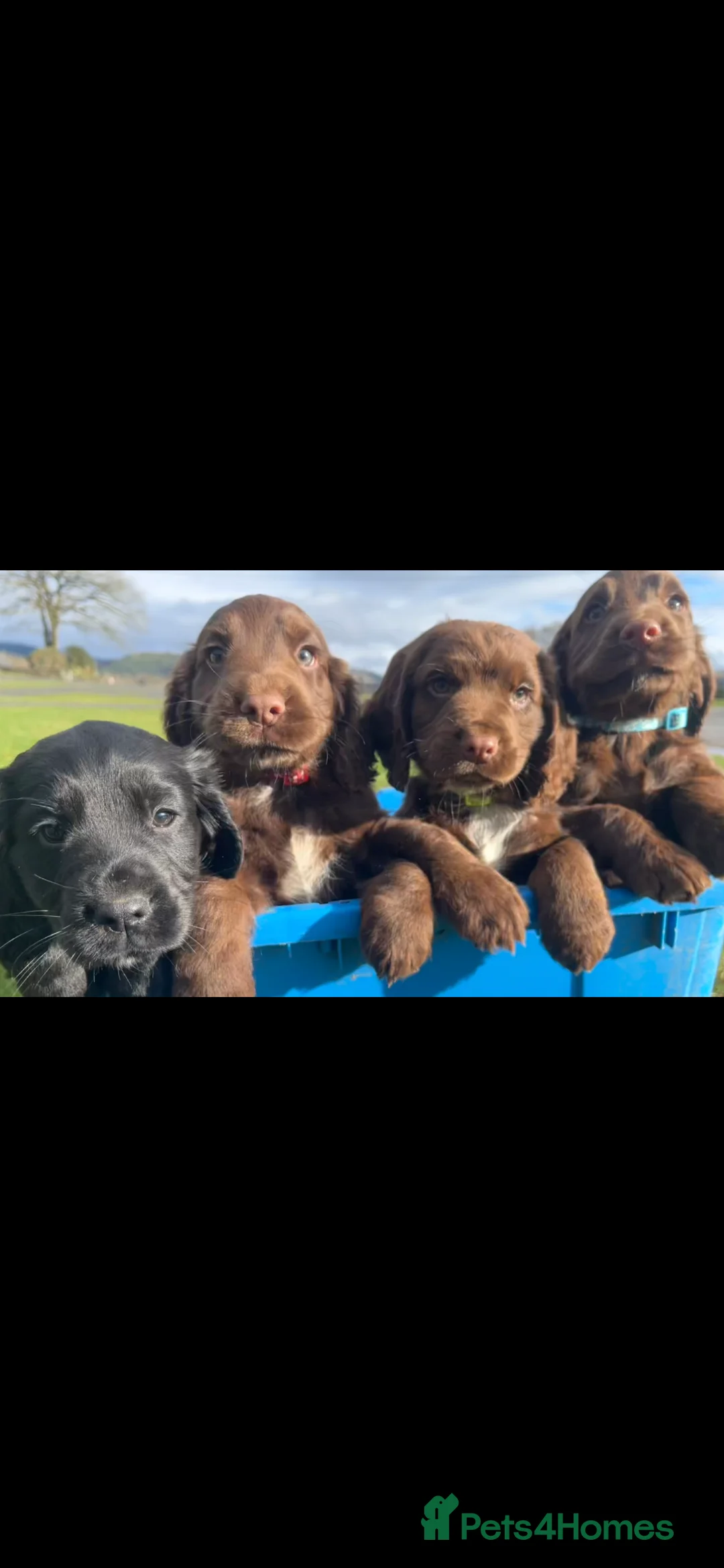 Cocker Spaniel dogs for sale: 1 chocolate boy✨Beautiful Cockerspaniels Puppies - Advert 1