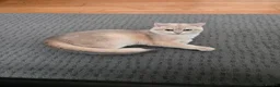 British Shorthair cats for stud: Blue Gold British cat Sapphire invites queen - Advert 10