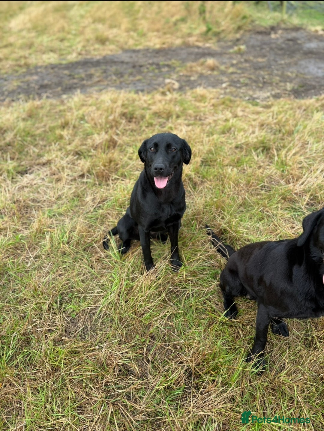 Labrador Retriever dogs for sale: Sweet 12month lab girl - Advert 2