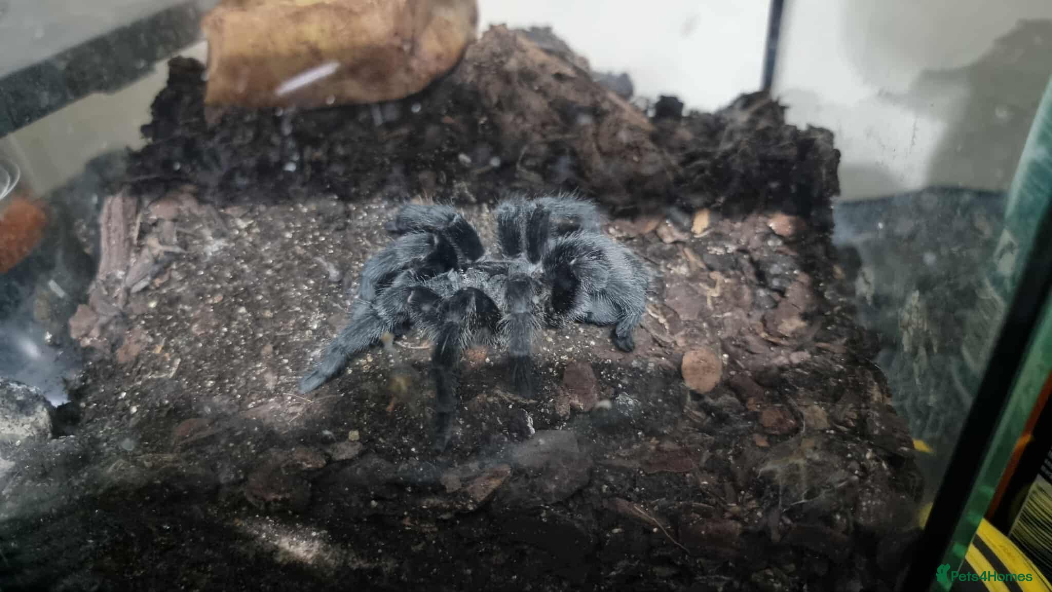 Spiders invertebrates Multiple Tarantulas W/ Enclosures for Sale - Advert 9
