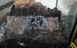 Spiders invertebrates for sale: Multiple Tarantulas W/ Enclosures for Sale - Advert 1