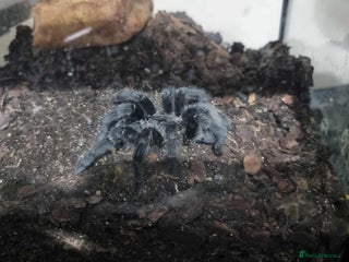 Spiders invertebrates Multiple Tarantulas W/ Enclosures for Sale - Advert 1