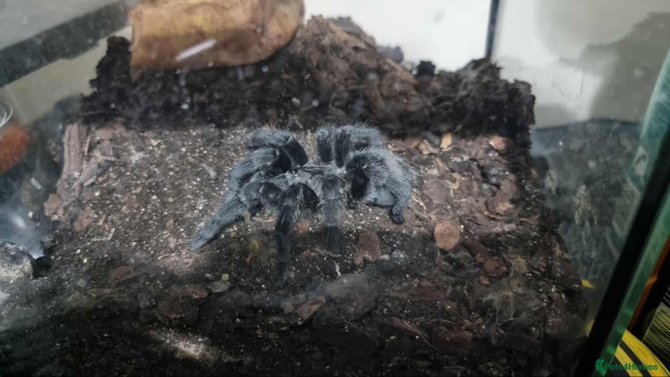 Spiders invertebrates Multiple Tarantulas W/ Enclosures for Sale - Advert 3
