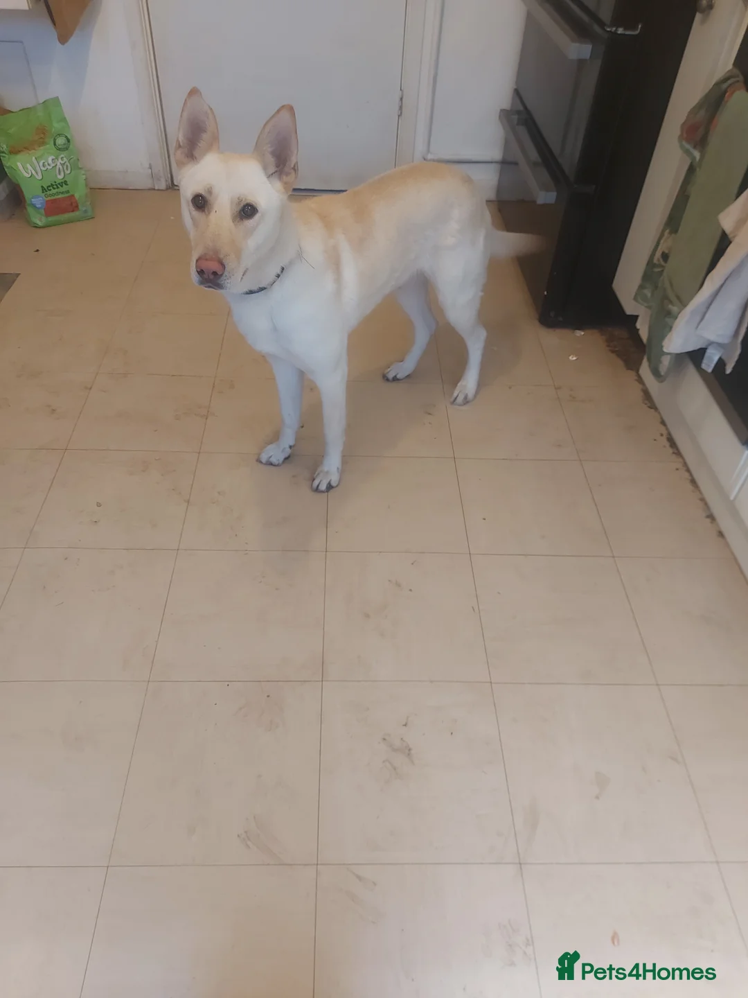 Mixed Breed dogs for sale: German shepard  - Advert 2