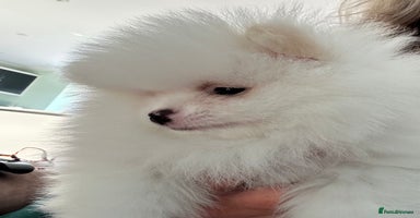 Pomeranian dogs - Advert 15