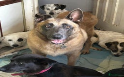 Belgian Shepherd Dog dogs for adoption: Ava - Norwich Norfolk  - Image 16