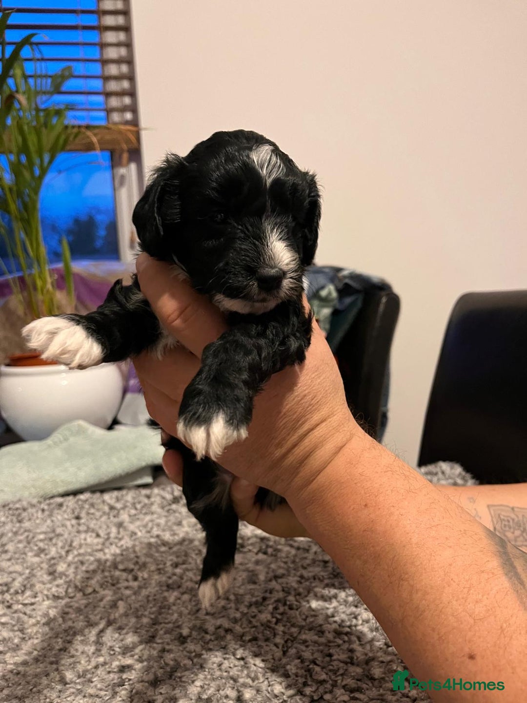 Cockapoo dogs for sale: Cockapoo puppies  - Advert 15