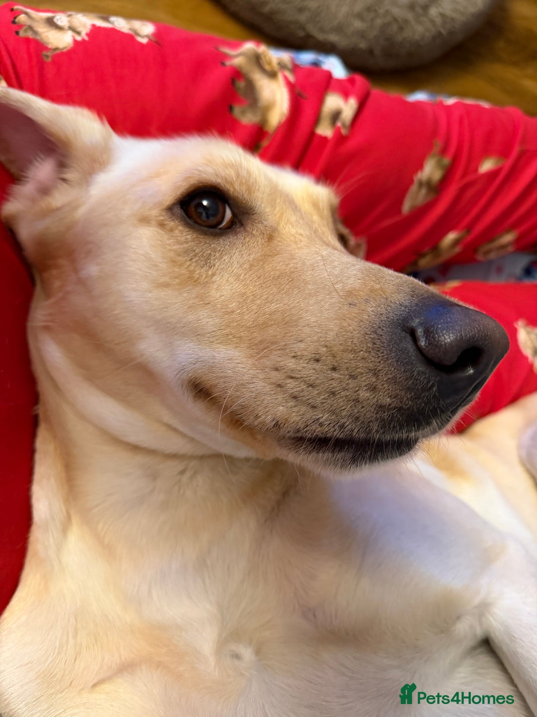 Labrador Retriever dogs for sale: 3 year old Yellow male loving friendly Labrador - Advert 8