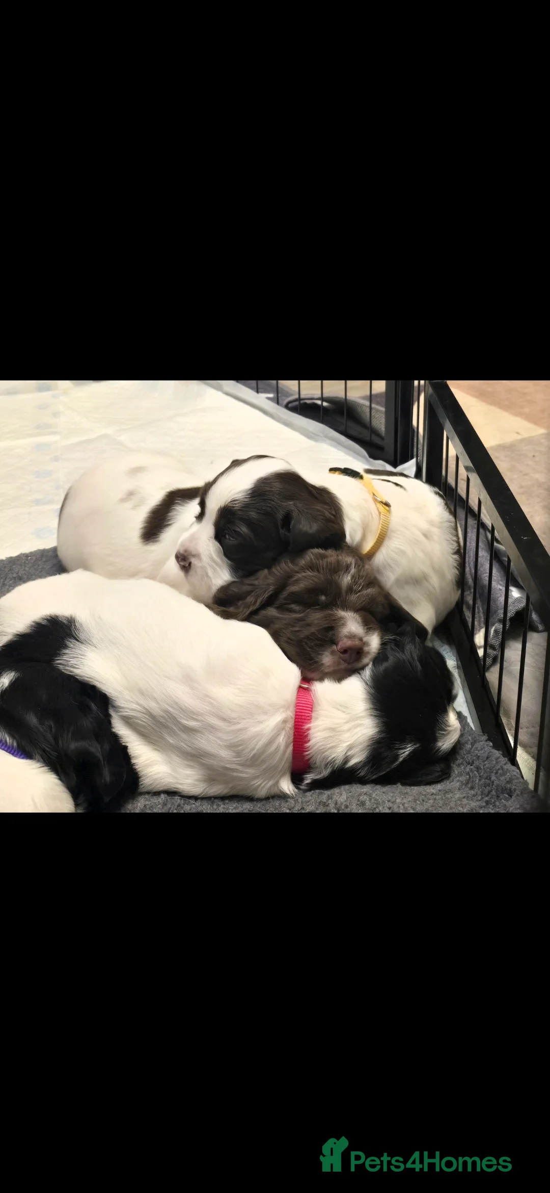 English Springer Spaniel dogs for sale: Health Tested KS English Springer Spaniel puppies  - Advert 3