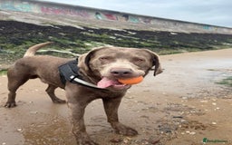 Labrador Retriever dogs for stud: Hugo The Silver Labrador - Image 5