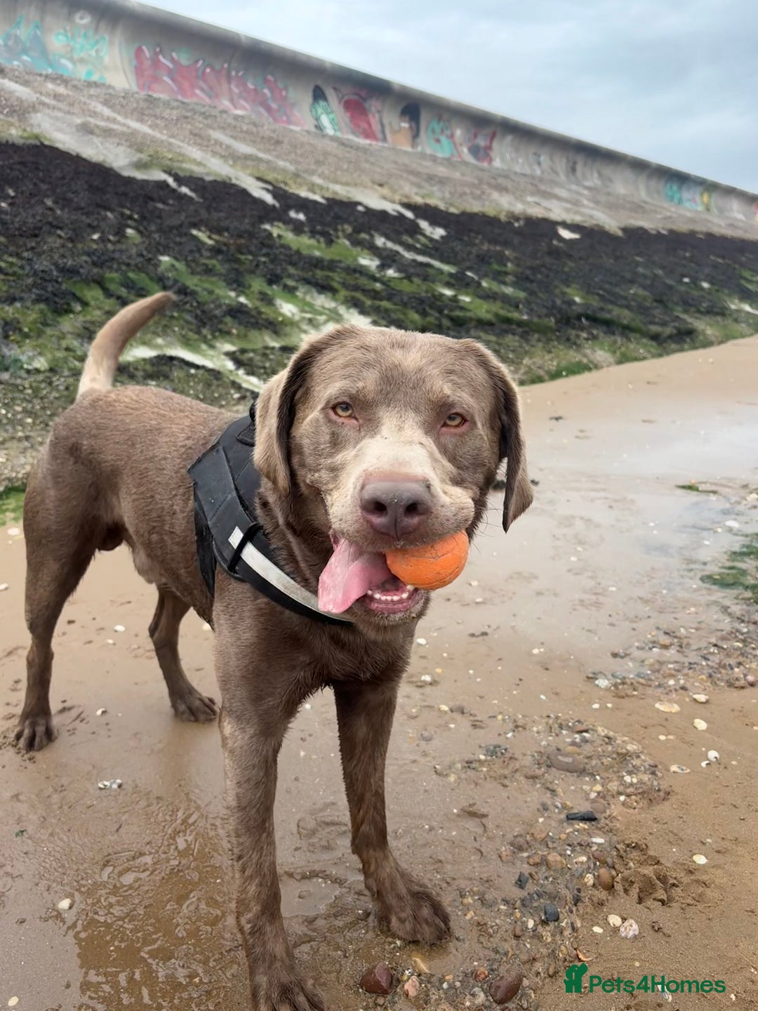 Labrador Retriever dogs for stud: Hugo The Silver Labrador - Image 5