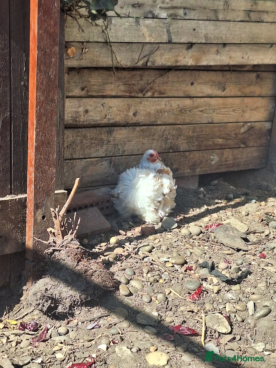 Chickens poultry for sale: Millie-fleur chickens - Advert 2