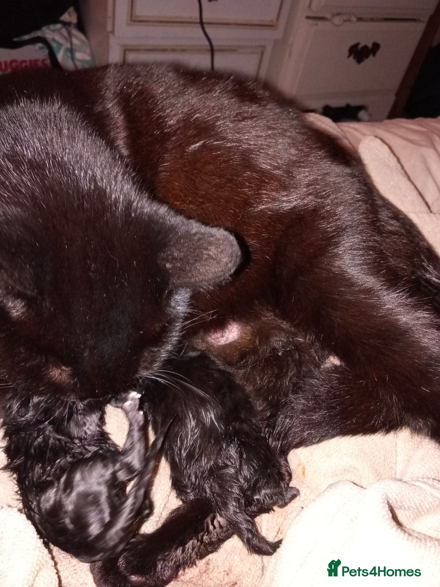 Mixed Breed cats 1 girl and 1 boys back kittens  - Advert 1