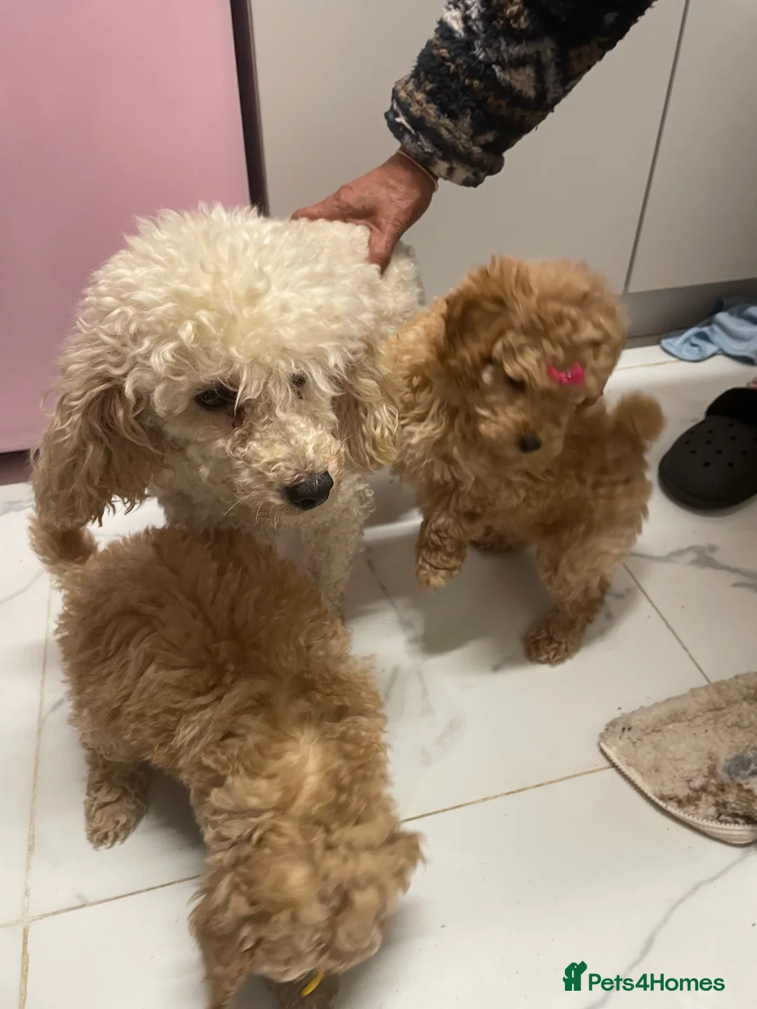 Mixed Breed dogs for sale: Miniature red poodles puppies for sale in Reading - Advert 3