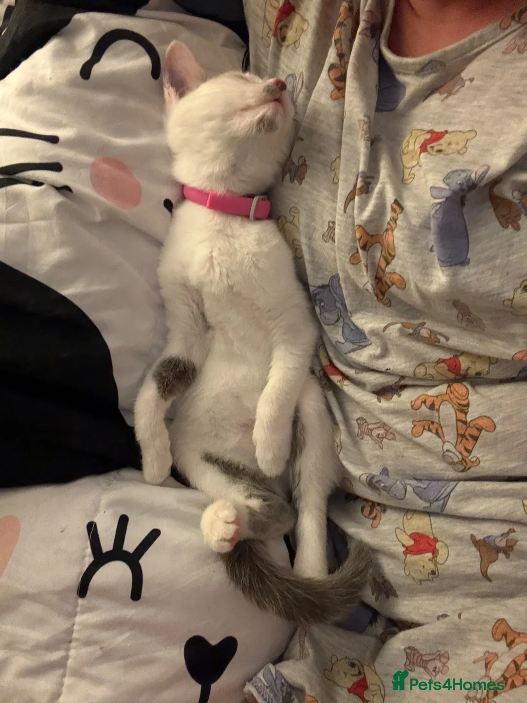 Mixed Breed cats for sale: Female kitten looking for her forever home  in Saffron Walden - Advert 5